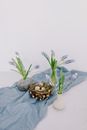 From above of  blue Muscari with green leaves in decorative vases around of natural nest with quail eggs placed on blue cloth lying on white table