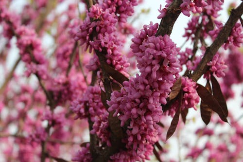 Close-Up Photo Of Pink Flowers