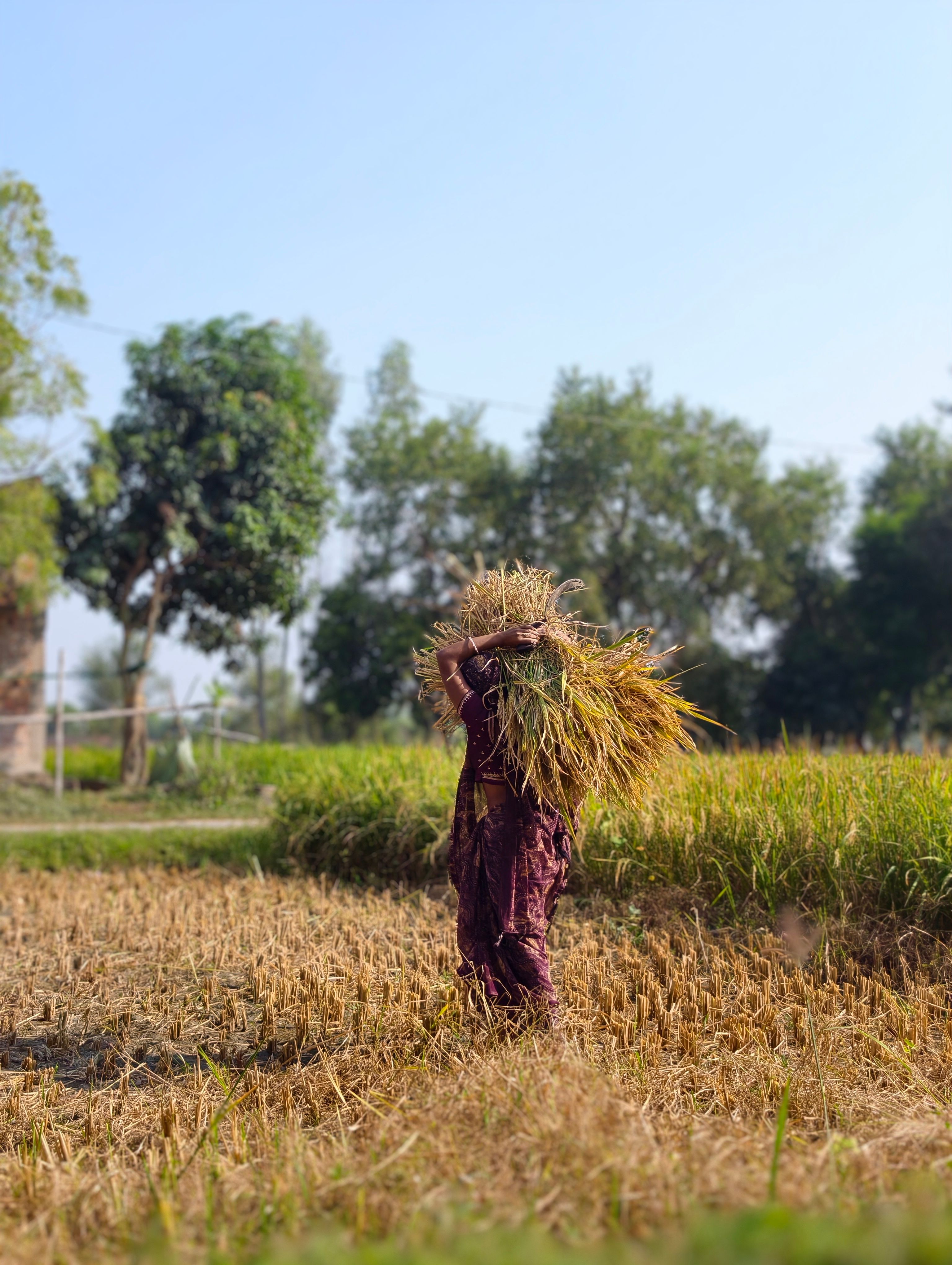 Farmer Harvesting Rice in Lush Field · Free Stock Photo