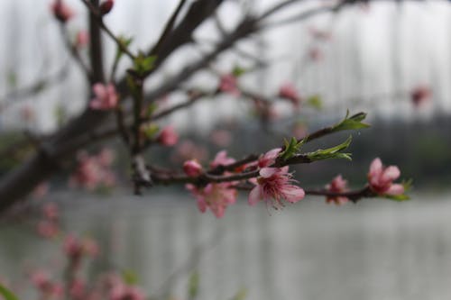 Close-Up Photo Of Pink Flowers