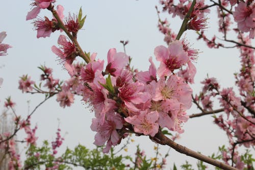 Ingyenes stockfotó 4k-háttérkép, ágak, cseresznyevirág témában
