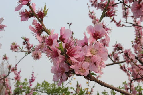 Close-Up Photo Of Cherry Blossom