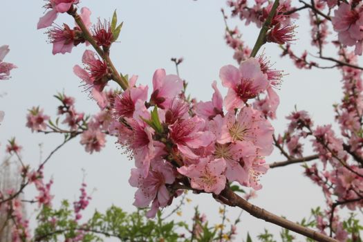 春天树枝上粉红色樱花的特写