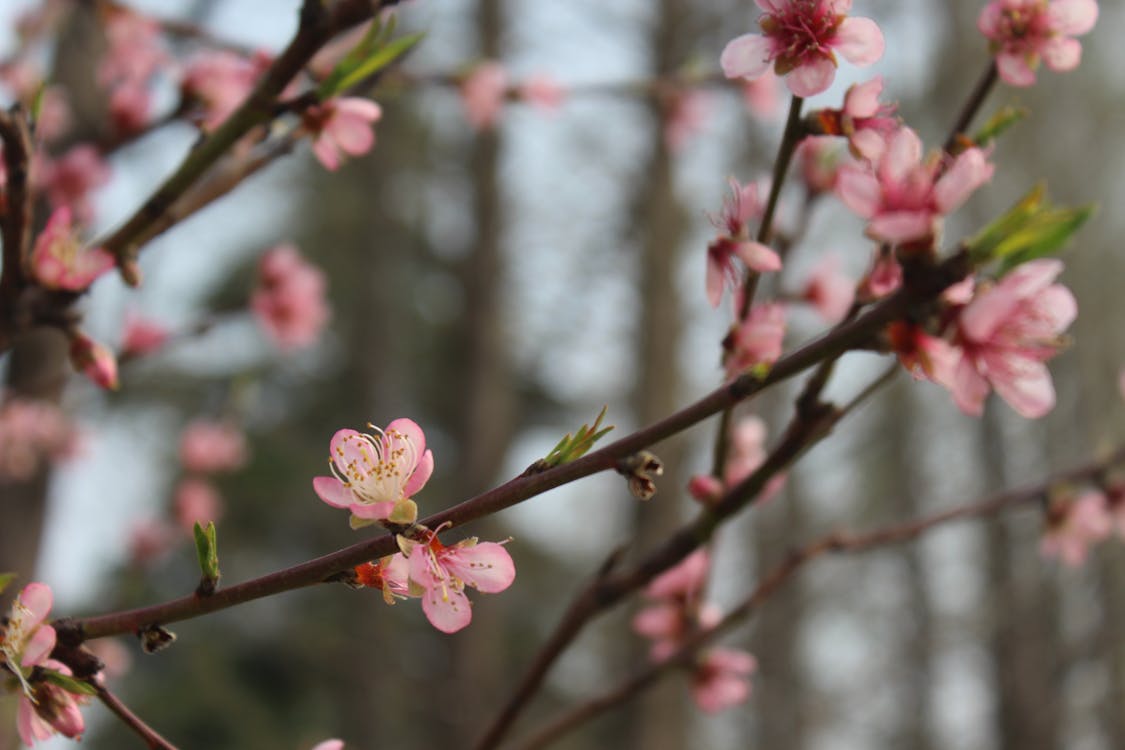 Close-Up Photo Of Cherry Blossom