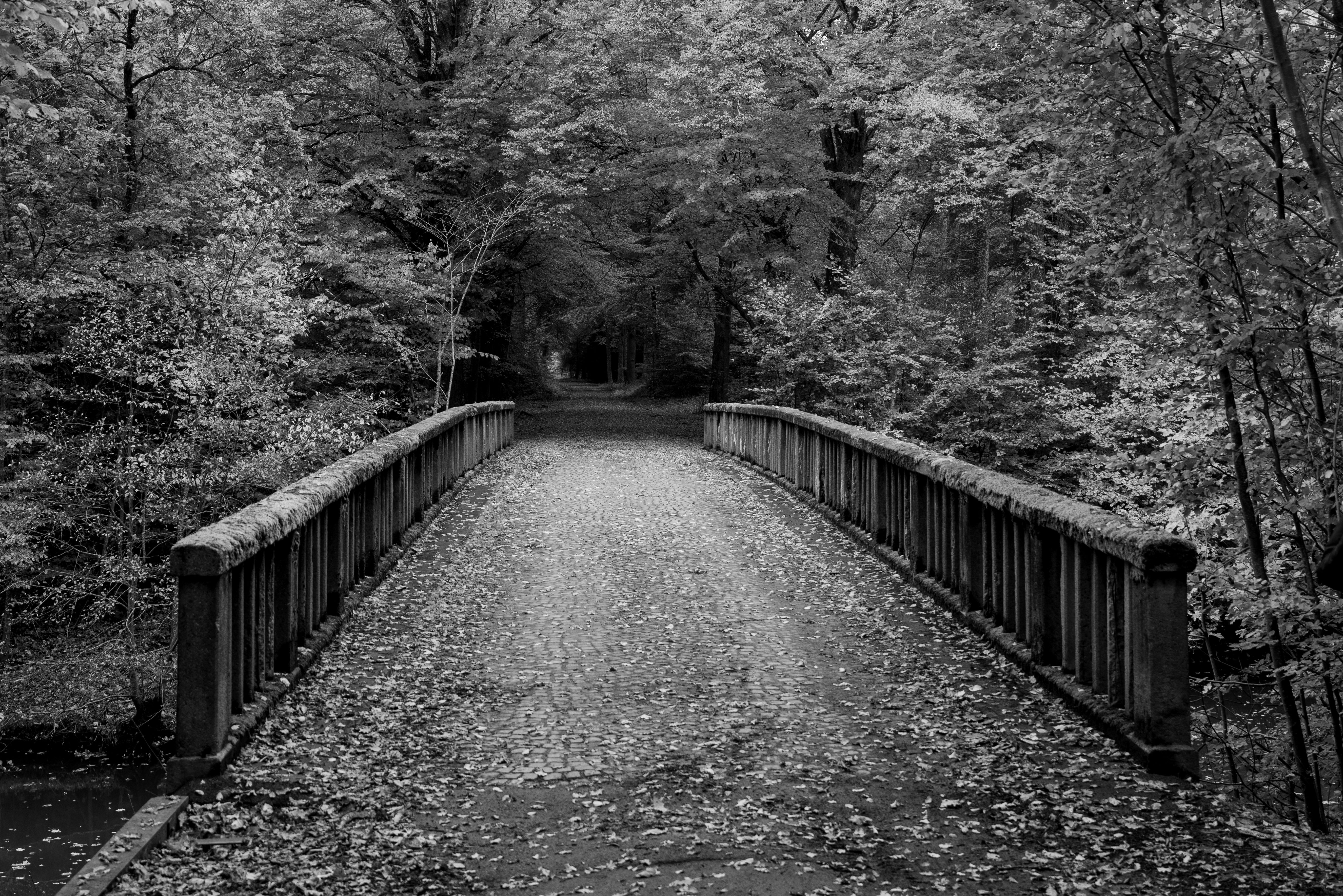 Serene Autumn Bridge in a Swedish Forest · Free Stock Photo