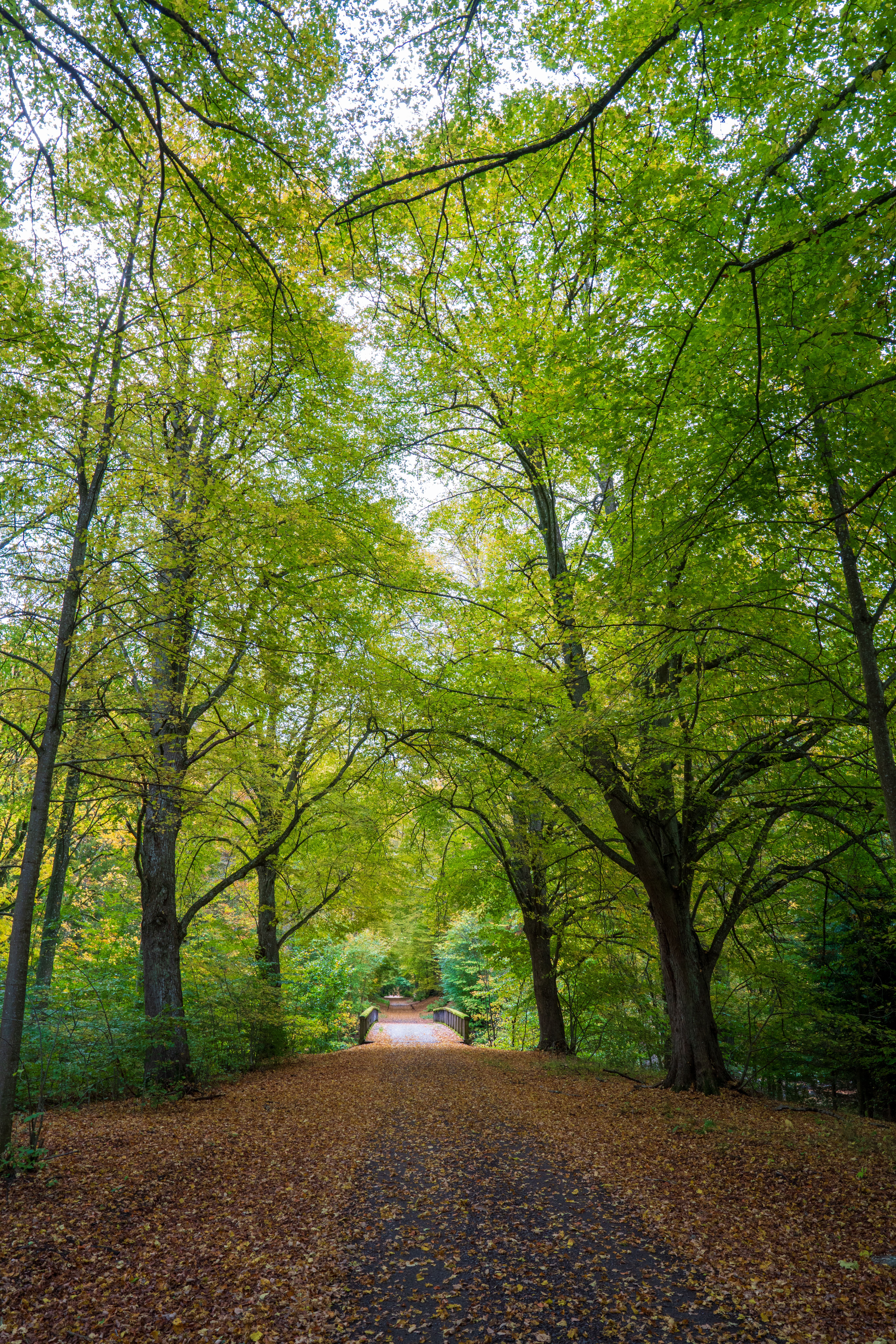 Serene Autumn Pathway in Swedish Forest · Free Stock Photo