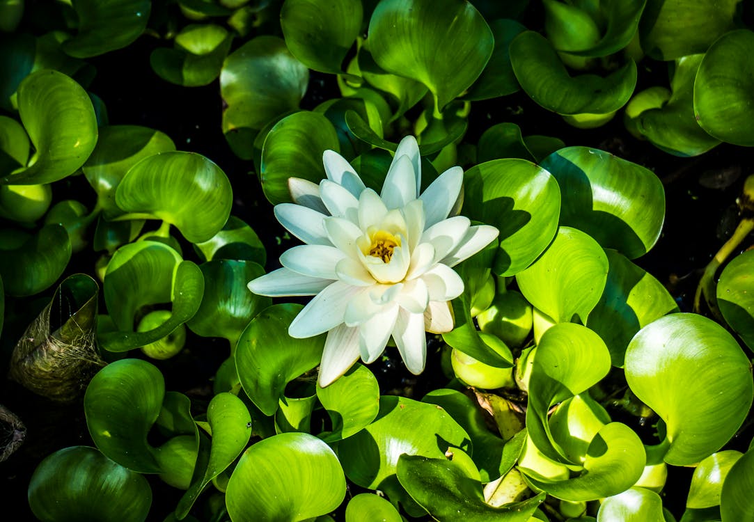Close-Up Photo Of White Water Lily