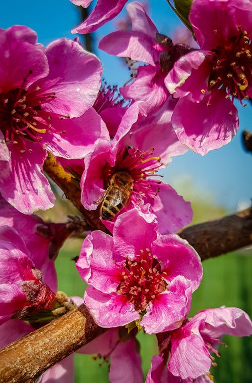 Kostnadsfri bild av bi, blommor, blomning