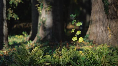 Free Forest scenery featuring lush ferns and budding saplings in morning light. Stock Photo