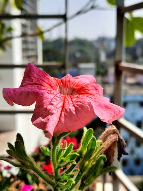 Close-Up Photo Of Pink Hibiscus