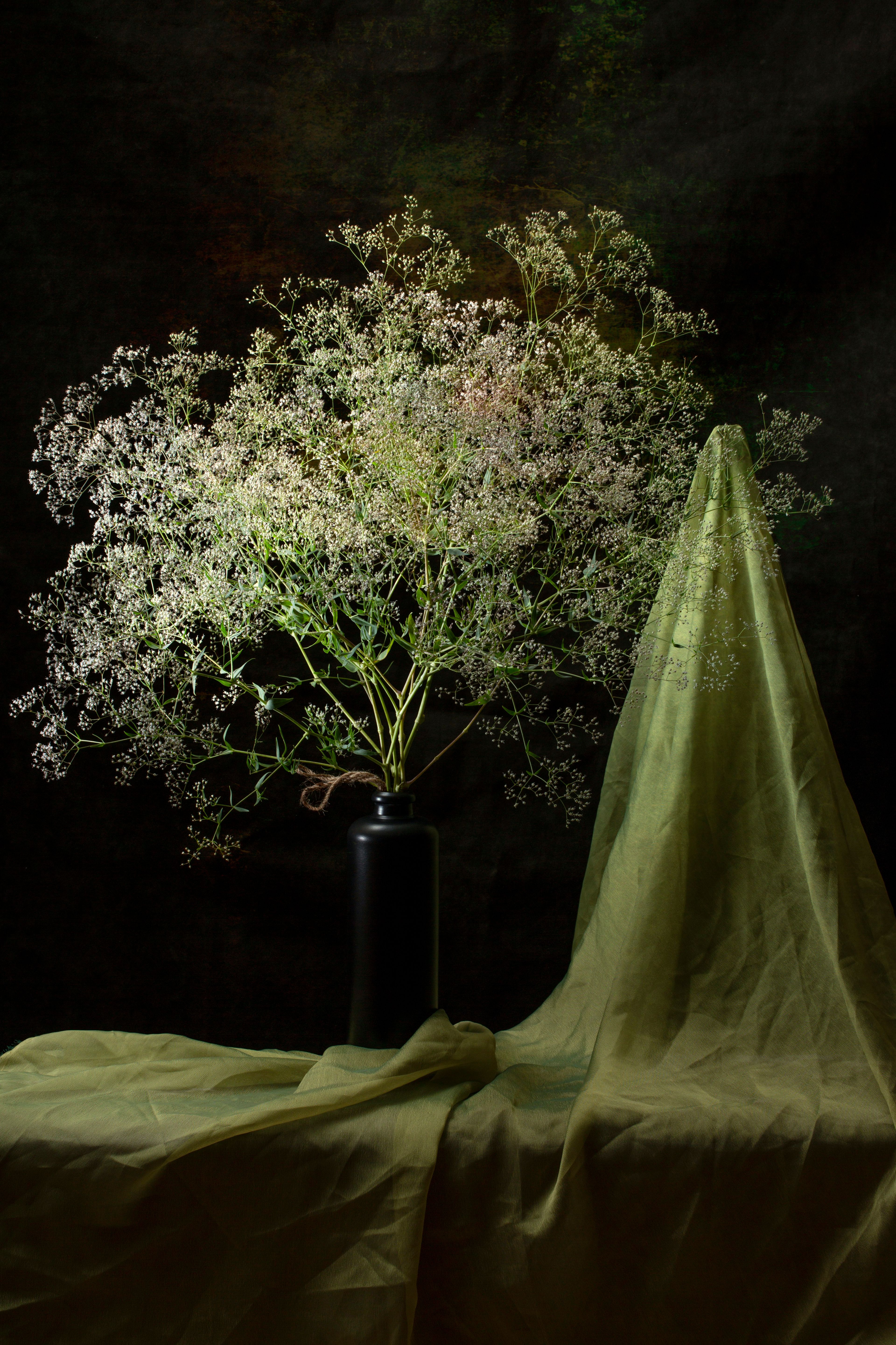 Elegant Still Life with Gypsophila Against Dark Background · Free Stock ...
