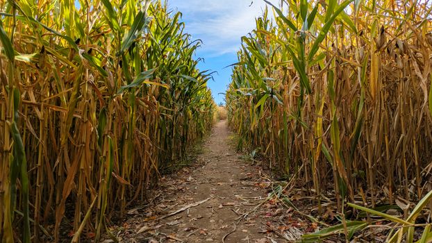 Explore a scenic corn maze path in Hopkinton, New Hampshire during a vibrant autumn day.