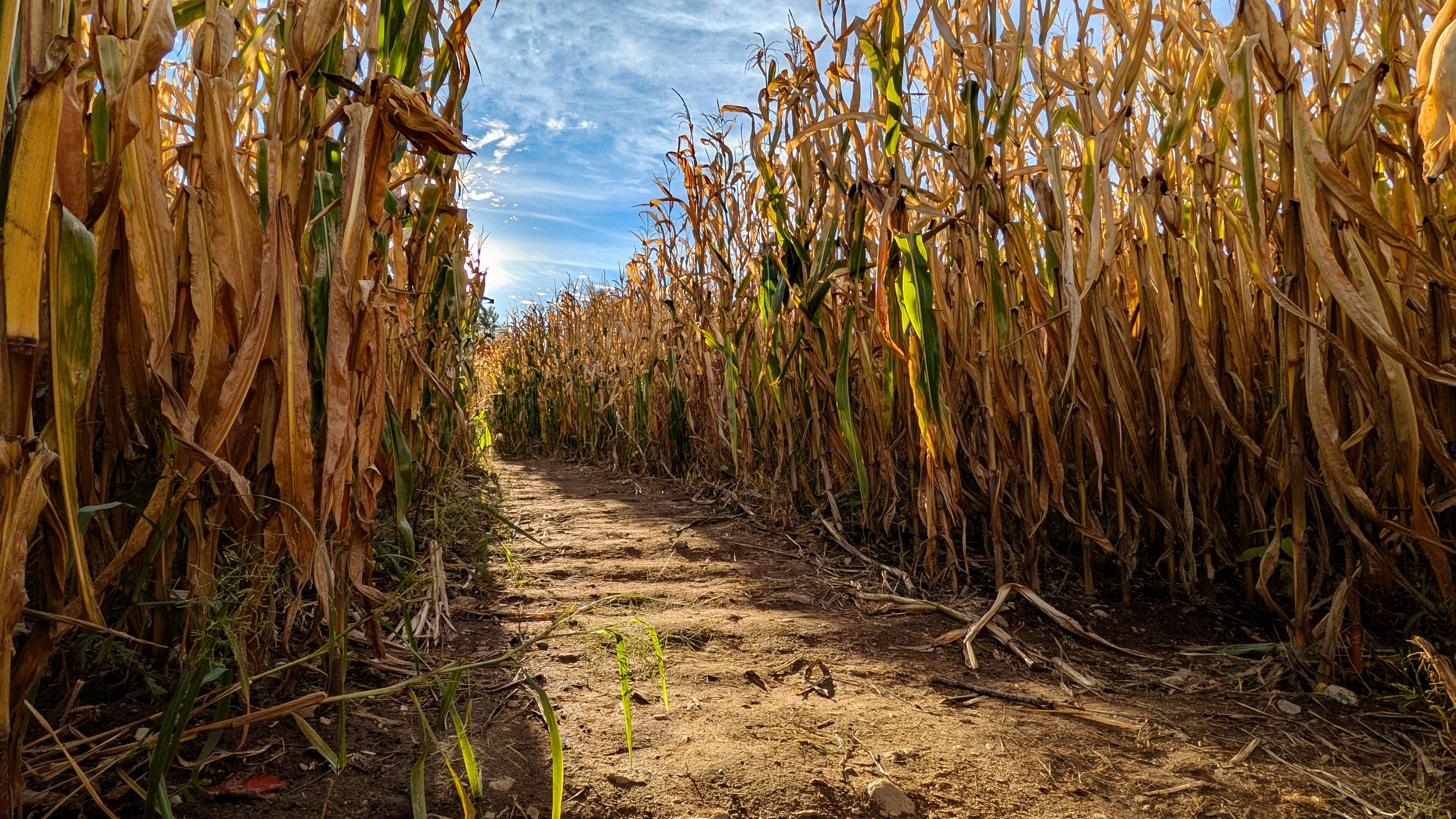 Corn Maze Pathway in Autumn Sunlight · Free Stock Photo