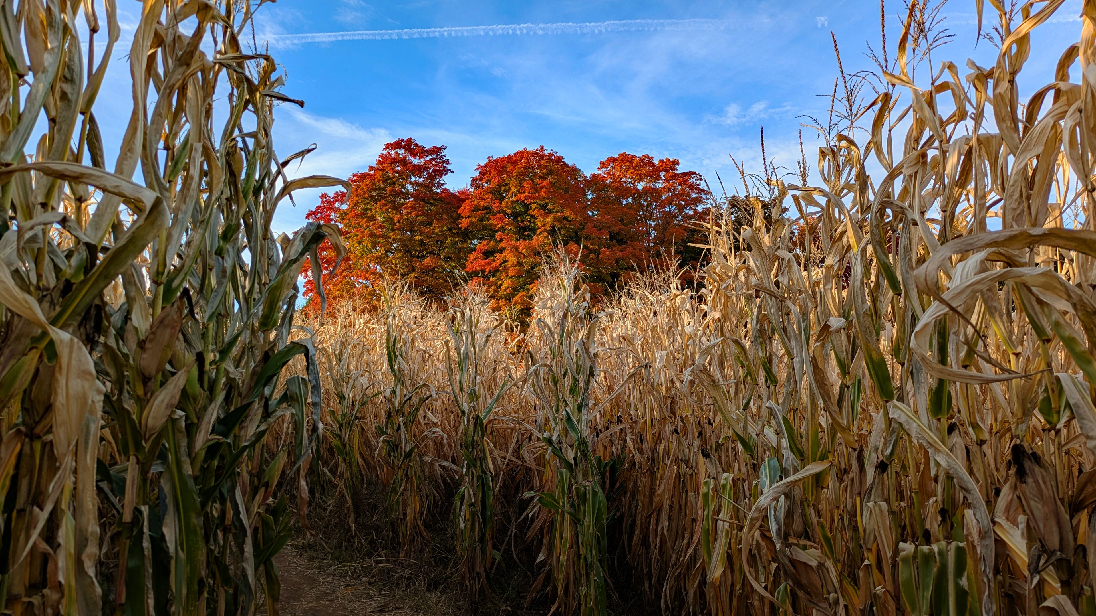 Explore a corn maze with vibrant autumn foliage at Hopkinton, New Hampshire.