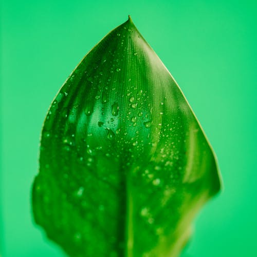 Free Close-Up Photo of Wet Leaf Stock Photo