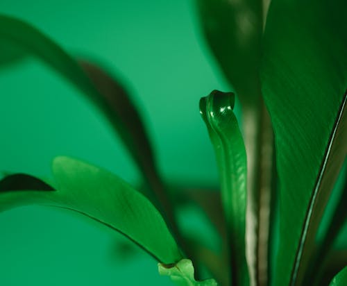 Free Close-Up Photo Of Plant Stock Photo