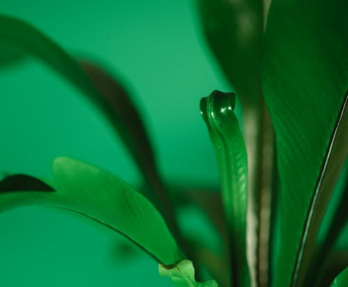 Close-Up Photo Of Plant