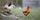 poultry farming