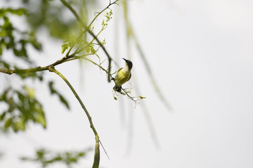 Close-Up Photo Of Bird Perched On Tree