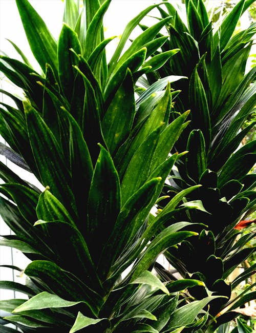 Бесплатное стоковое фото с ботанический, вечнозеленый, заводы