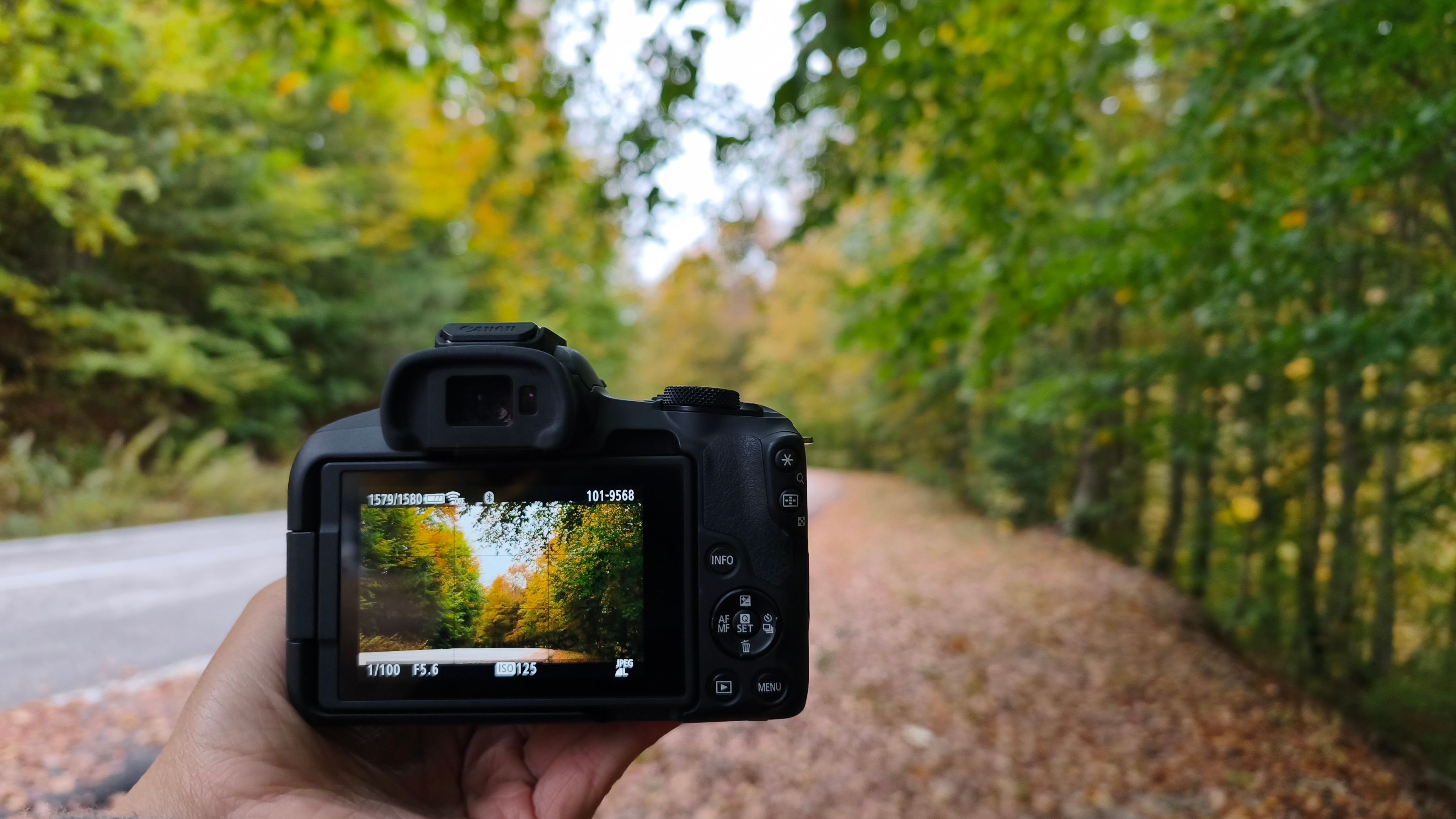 Capturing Autumn Forest Scenery Outdoors · Free Stock Photo