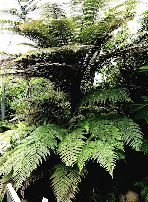 Základová fotografie zdarma na téma botanický, bujný, kapradina