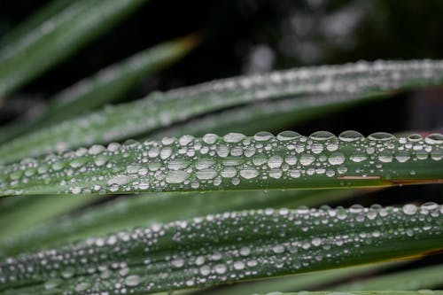 Close-Up Photo Of Leaves With Droplets