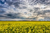 Green Grass Field
