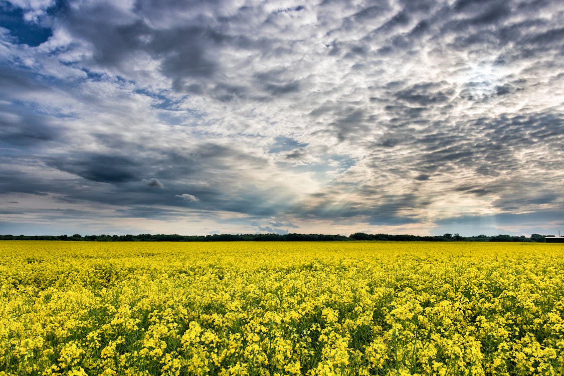 A Flower Field under a Cloudy Sky