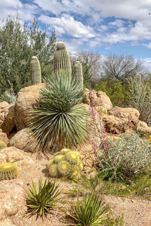 Photo of Green Plants in the Desert