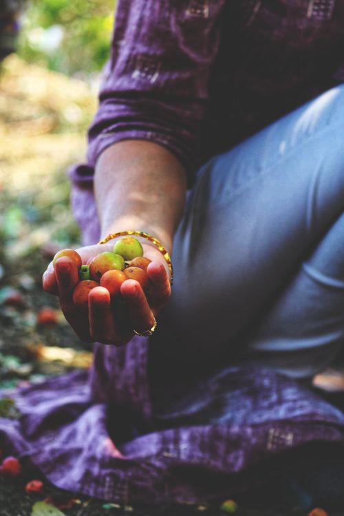 Free A person holding fresh jujube fruits outdoors, capturing the essence of organic produce. Stock Photo