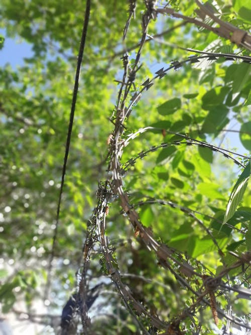 Free stock photo of green, leaf, nature