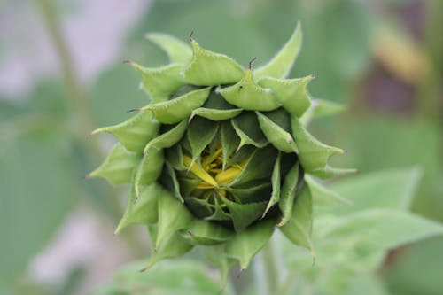 Free Selective Focus Photo of a Sunflower Bud Stock Photo