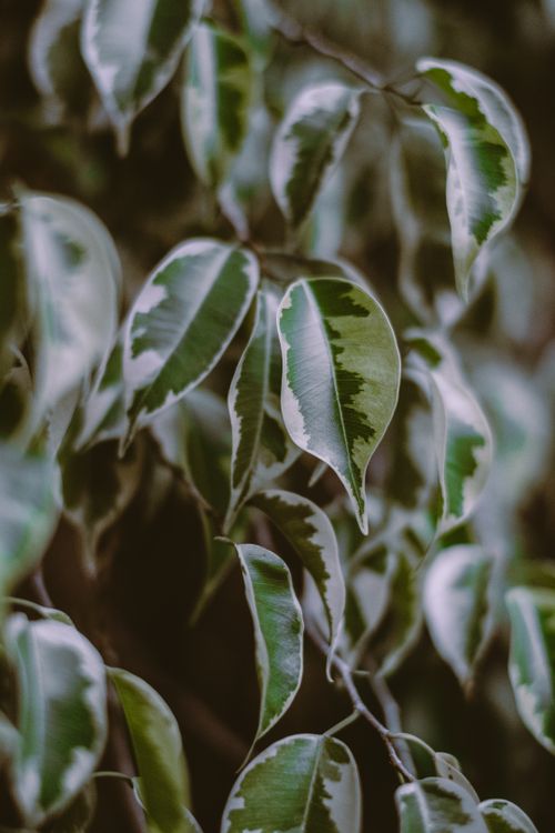 Free Detailed close-up image of green and white variegated ficus leaves, showcasing natural beauty. Stock Photo