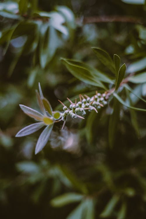 Green plant growing in summer day