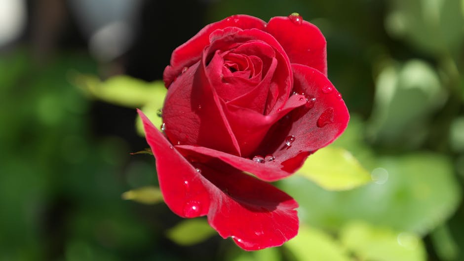 سجل حضورك بوردة فقط لعشاق الورد - صفحة 10 Rose-red-love-dew-40502