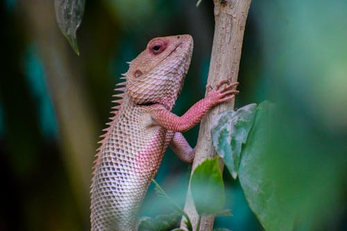 Close-Up Photo of a Chameleon on a Branch