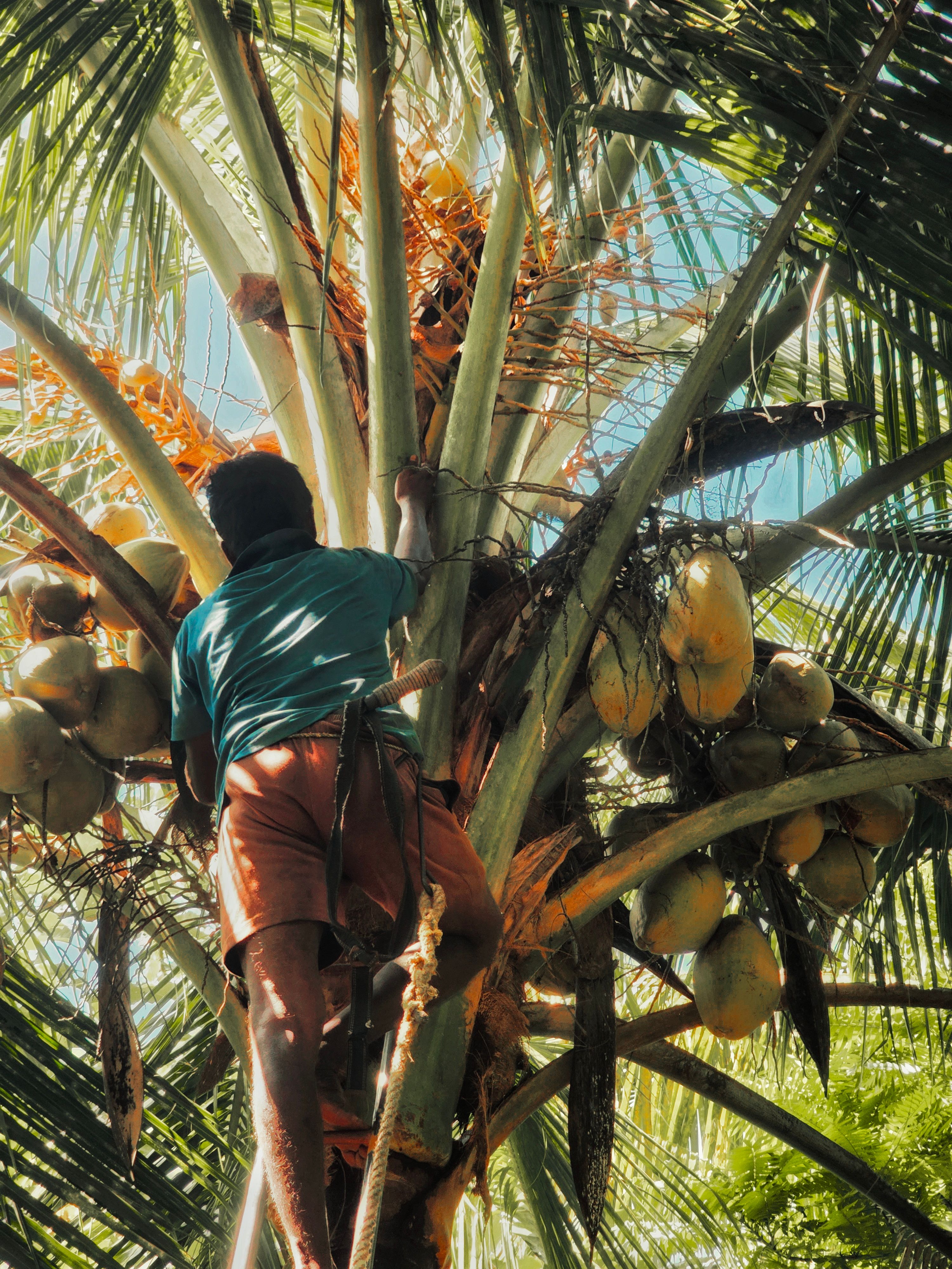 Man Climbing Coconut Tree for Harvest · Free Stock Photo