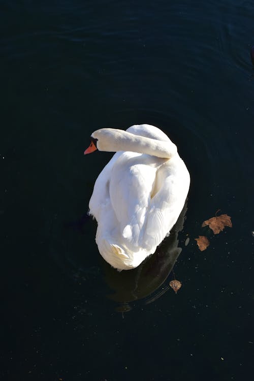 Free Photo Of White Swan On Water Stock Photo