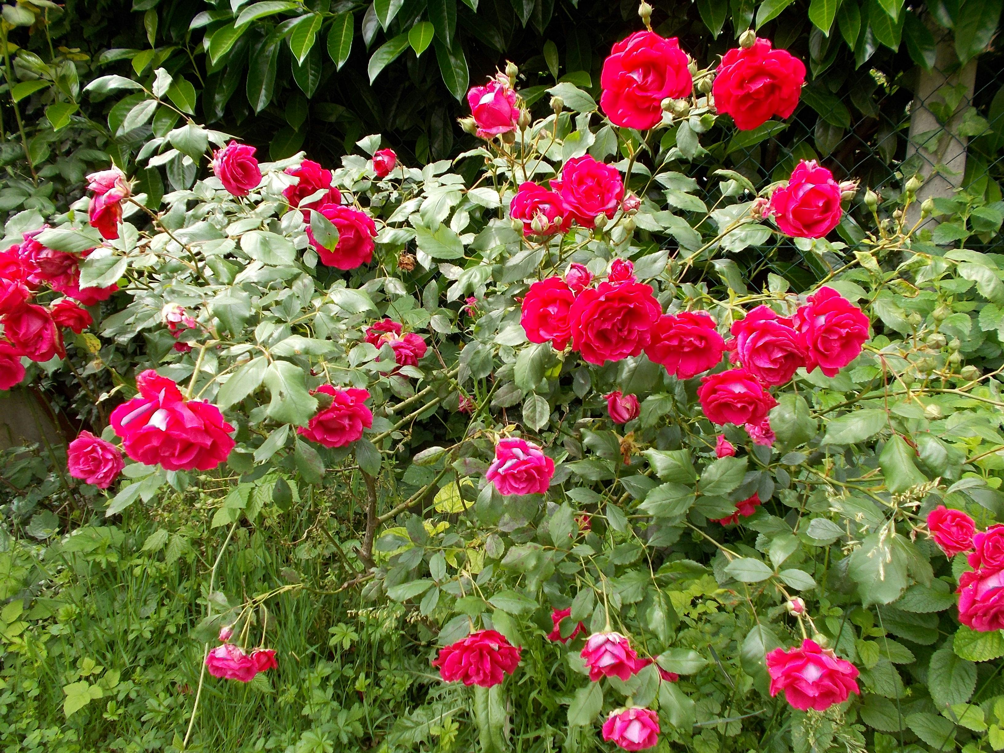Uyku Apnesi ve Kalp Sağlığı: Yeni Araştırmalar Işığında Riskler ve Çözüm Yolları