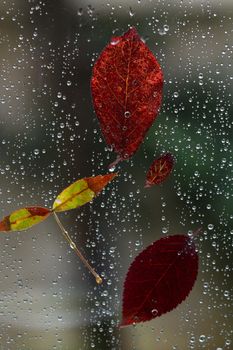秋叶色彩斑斓，雨滴落在玻璃窗上，特写镜头。 - 相关推荐