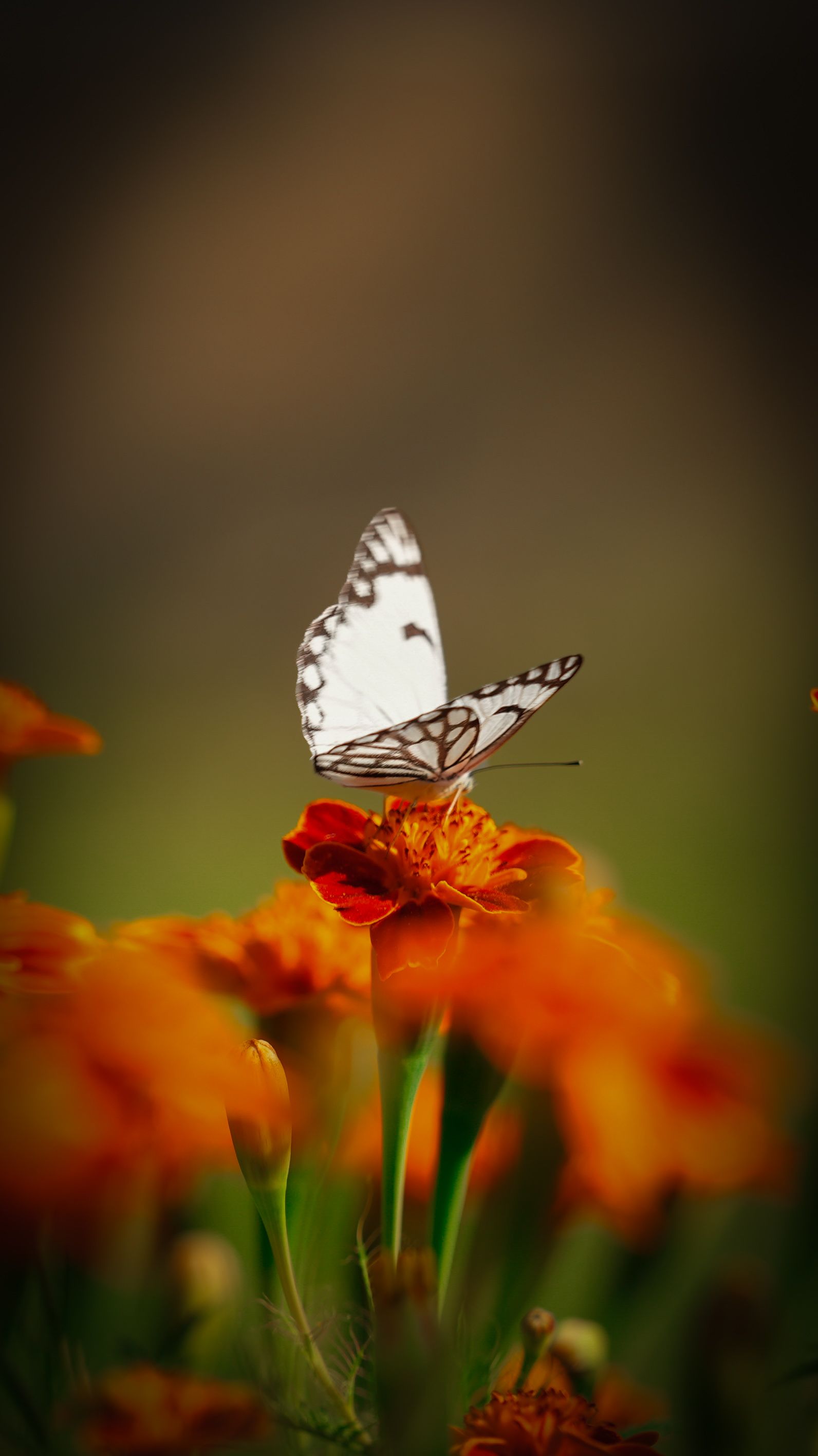 Delicate Butterfly on Vibrant Marigolds · Free Stock Photo
