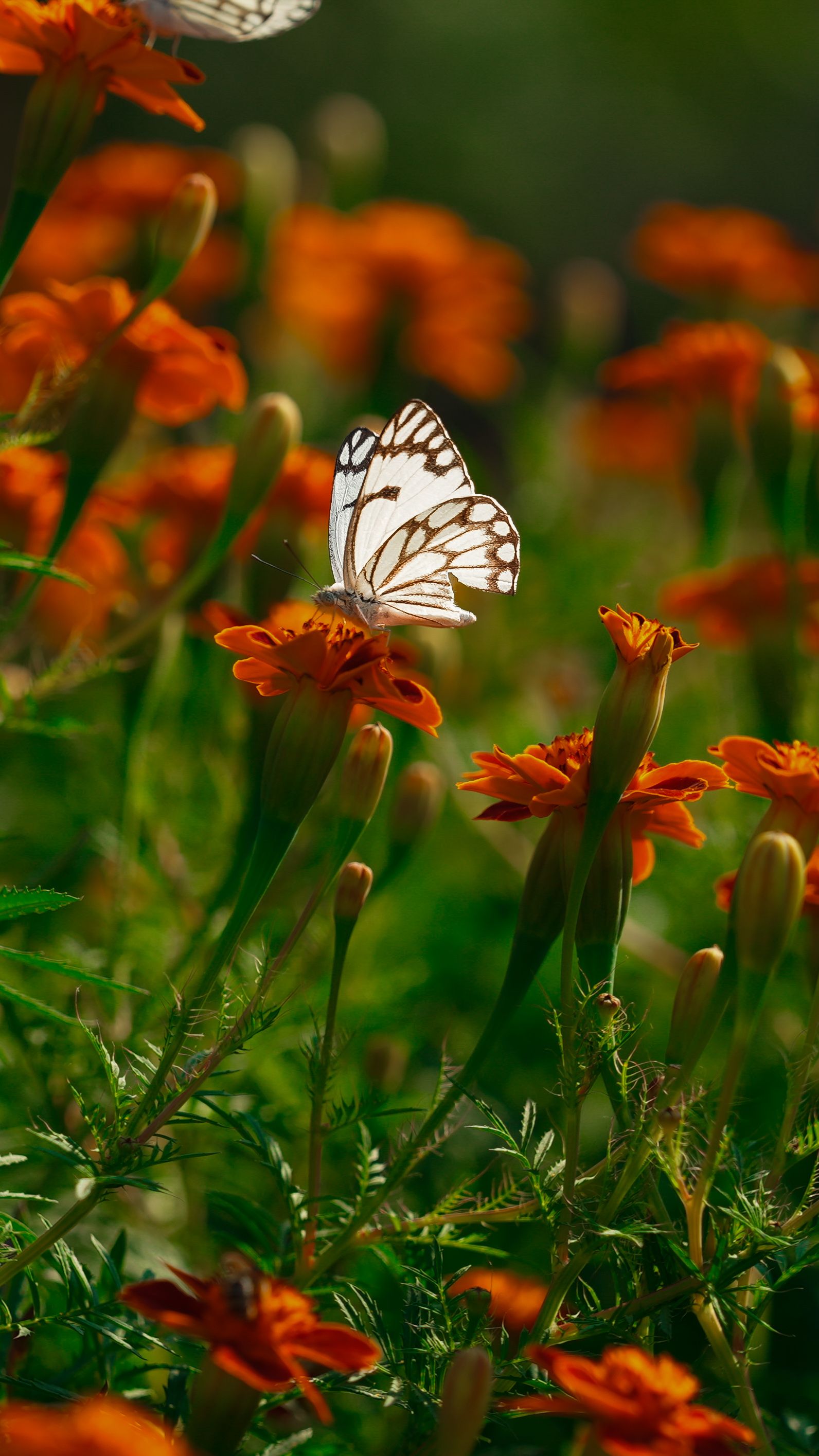 Butterfly on Marigold Flowers in Sunlit Garden · Free Stock Photo