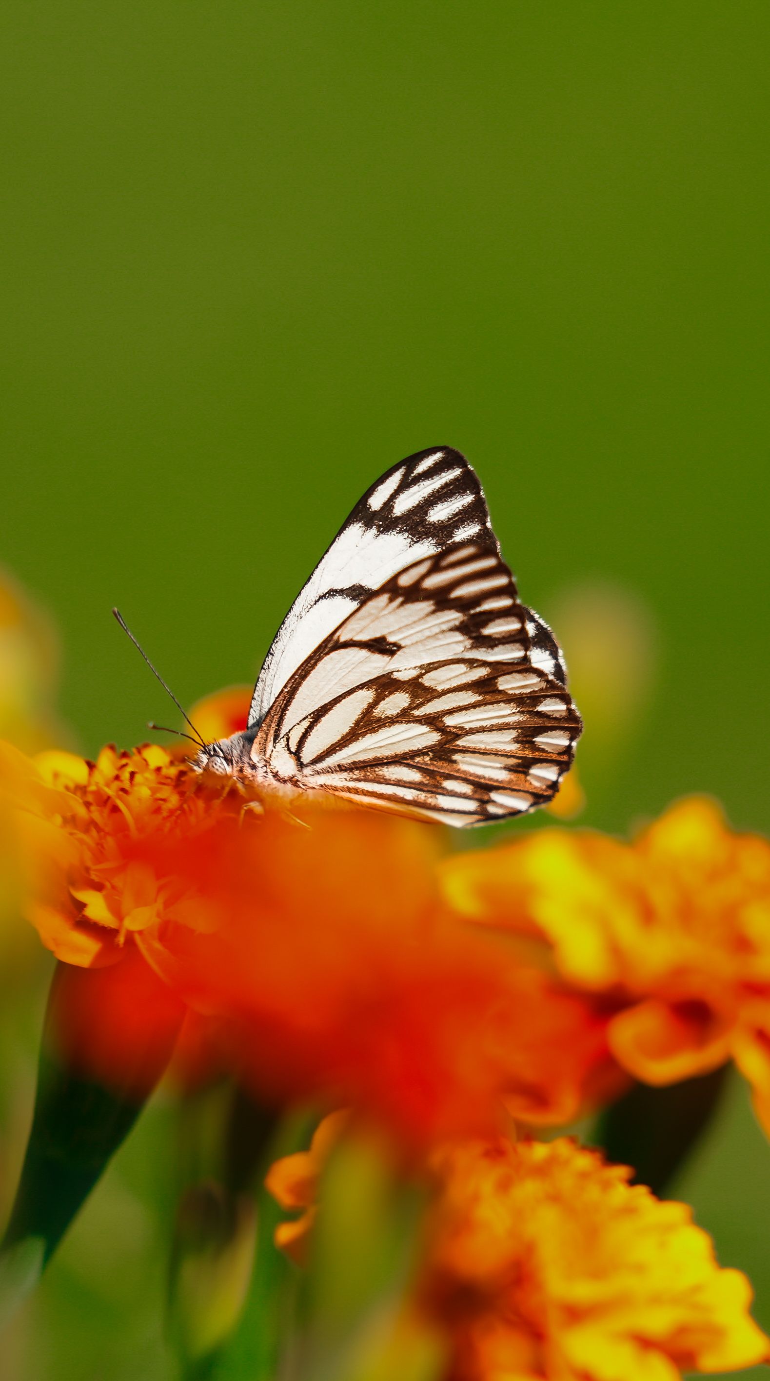 Black and White Butterfly on Vibrant Orange Flowers · Free Stock Photo