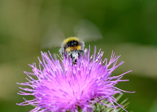Macro Photography Of Bee On Purple Flower