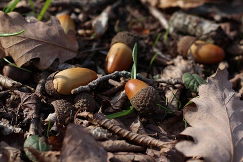 Free Close-Up View of Acorns on the Ground  Stock Photo