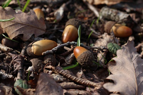 Close-Up View of Acorns on the Ground 