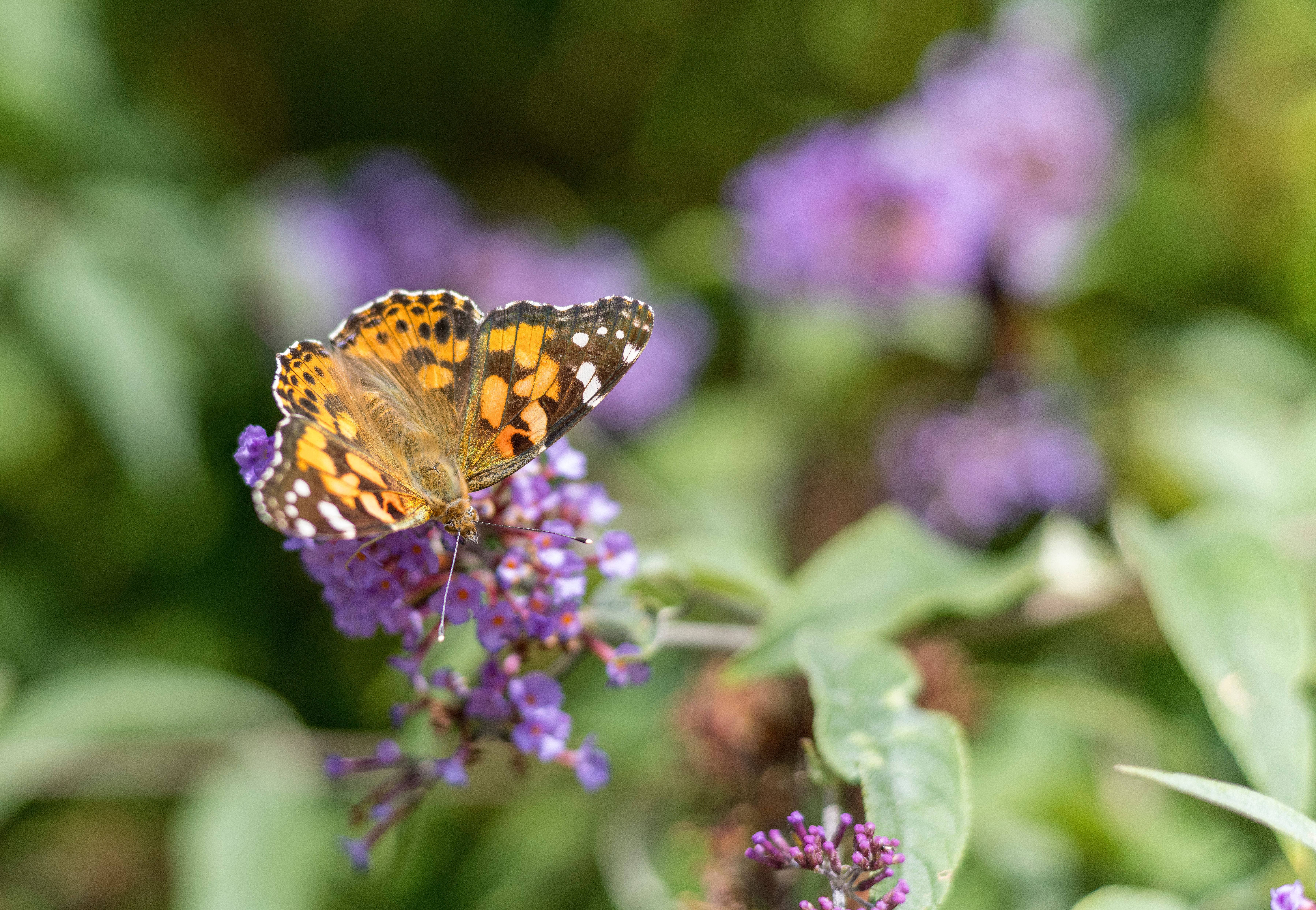 Painted Lady Butterfly on Purple Flower in England · Free Stock Photo