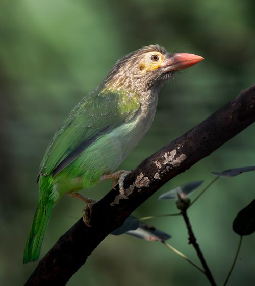 Free A vibrant Lineated Barbet perched on a tree branch in its natural habitat, showcasing vivid colors. Stock Photo