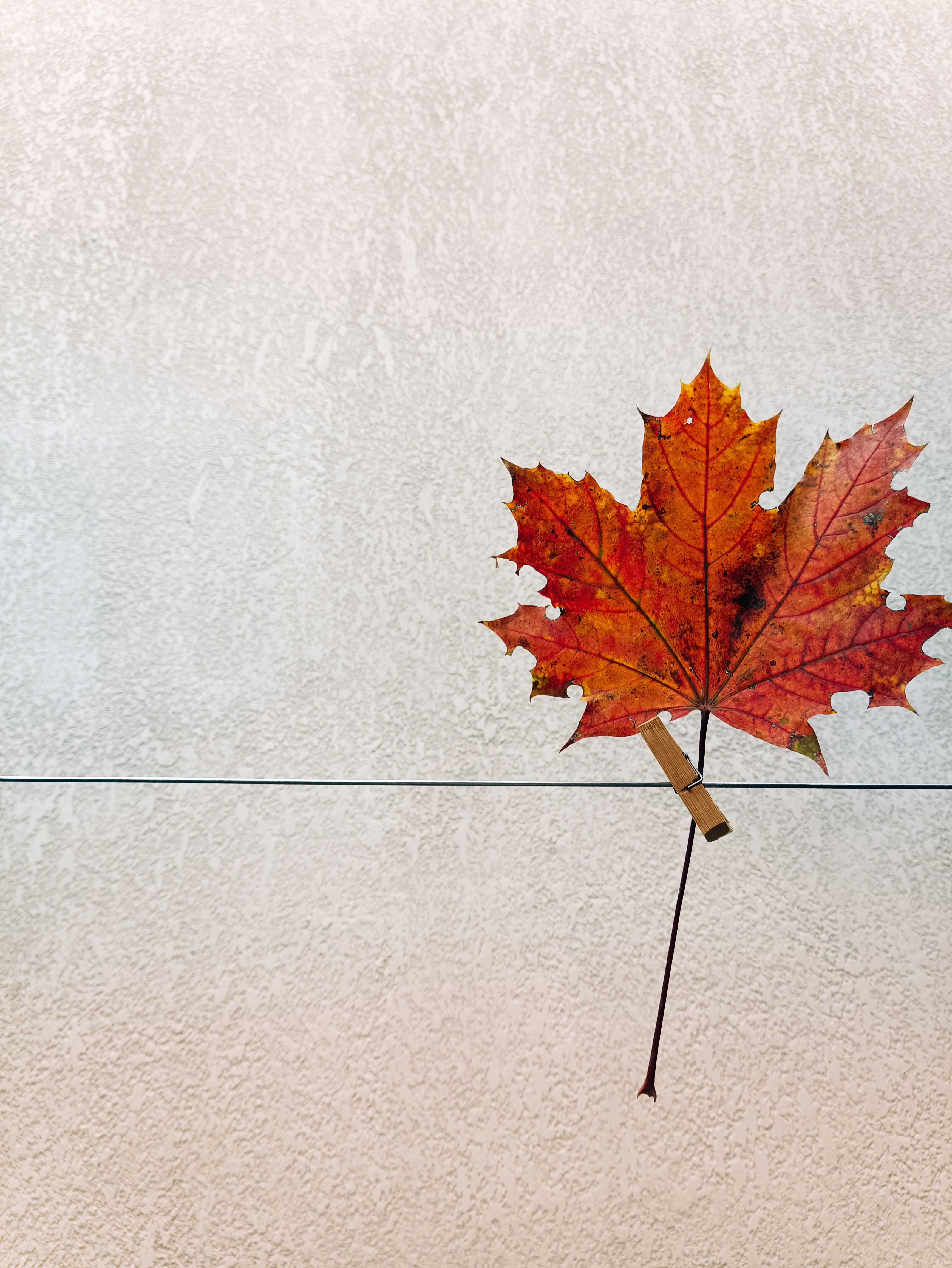 Single Autumn Maple Leaf on Minimal Background · Free Stock Photo